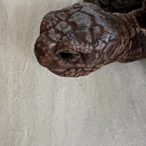 Brown Tortoise Figurine - Realistic Small Pets Toy - Picture 8 of 8